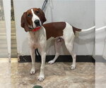 Small #2 Redbone Coonhound Mix