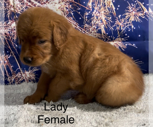 Golden Retriever Puppy for sale in AZLE, TX, USA