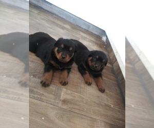 44 HQ Pictures Rottweiler Puppies Colorado : Pure Bred Rottweiler Puppies 7 Weeks Old For Sale In Aurora Colorado Classified Americanlisted Com