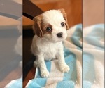 Small Photo #4 Cavalier King Charles Spaniel Puppy For Sale in LOCKPORT, IL, USA