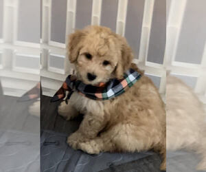 Goldendoodle (Miniature) Puppy for sale in PRINCE FREDERICK, MD, USA
