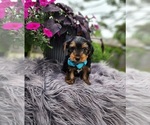 Small #1 Yorkshire Terrier