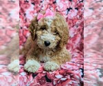 Small Photo #6 Goldendoodle Puppy For Sale in GLEN ROCK, PA, USA