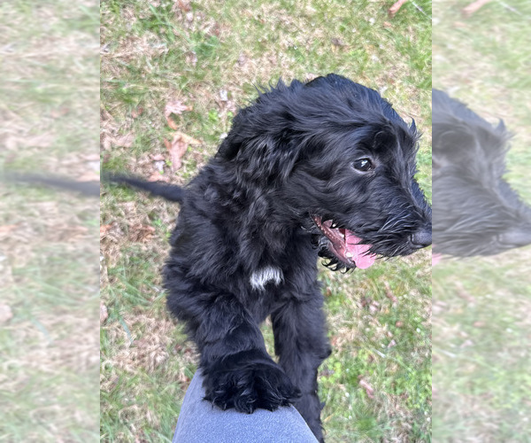 Medium Photo #11 Schnoodle (Giant) Puppy For Sale in SEVIERVILLE, TN, USA