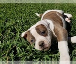 Small Photo #1 American Bulldog Puppy For Sale in LULING, TX, USA