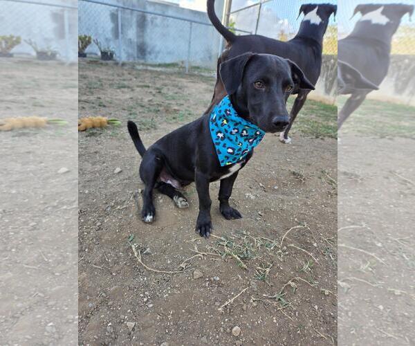 Medium Photo #2 Dachshund-Unknown Mix Puppy For Sale in NYC, NY, USA