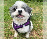 Small #9 Shih Tzu