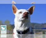 Small #7 Chihuahua Mix