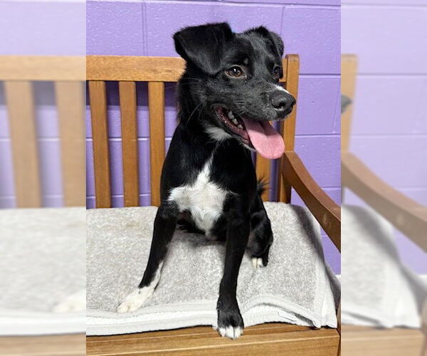 Medium Photo #2 Border Collie-Unknown Mix Puppy For Sale in Genesee, WI, USA