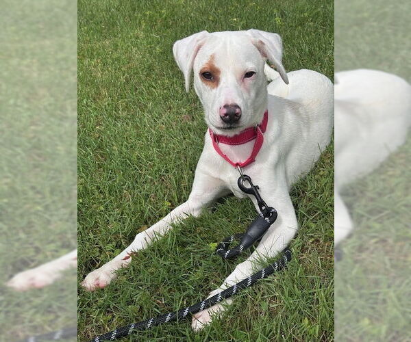 Medium Photo #4 Labrador Retriever-Unknown Mix Puppy For Sale in Brewster, NY, USA