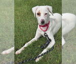 Small #3 Labrador Retriever Mix