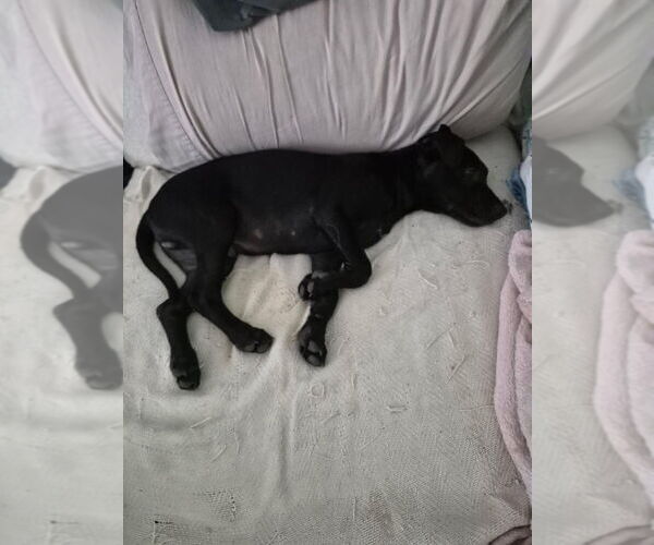 Medium Photo #8 Mutt Puppy For Sale in Candler, NC, USA