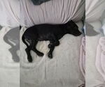 Small #7 Mutt