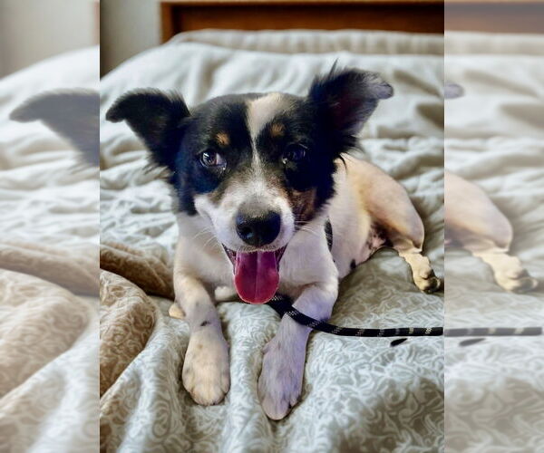 Medium Photo #4 Australian Shepherd-Unknown Mix Puppy For Sale in San Diego, CA, USA