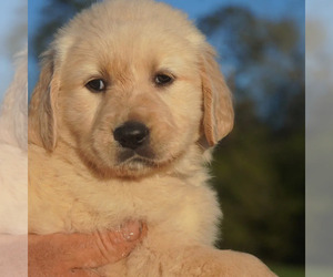 Golden Retriever Puppy for sale in BRYANT, AL, USA