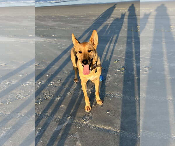 Medium Photo #2 German Shepherd Dog Puppy For Sale in Rocky Point, NC, USA