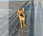 Small #1 German Shepherd Dog