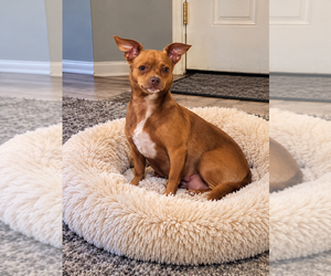 Mother of the Chihuahua puppies born on 08/15/2026