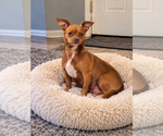 Small Photo #1 Chihuahua Puppy For Sale in ANDALUSIA, AL, USA