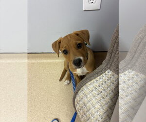 Gracie - Female Mutt Dog for Adoption - Photo #4
