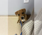 Small Photo #4 Mutt Puppy For Sale in Garden City, NY, USA