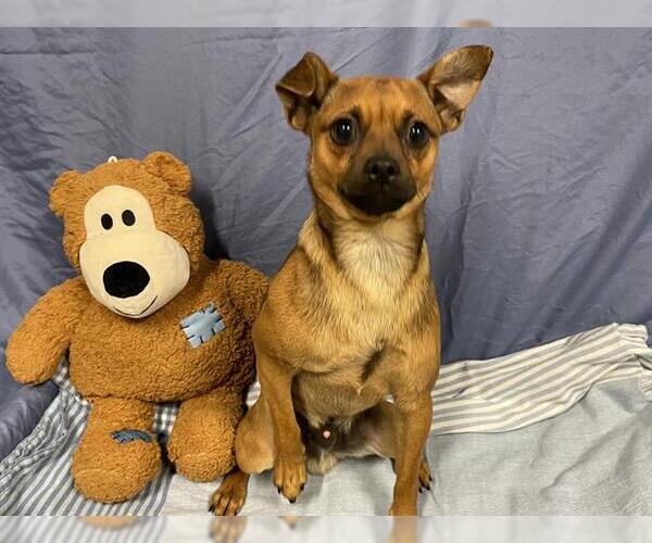 Medium Photo #1 Muggin Puppy For Sale in Modesto, CA, USA