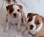 Puppy 3 American Bully
