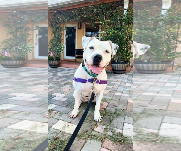 Medium Photo #5 Mutt Puppy For Sale in Pompano Beach , FL, USA