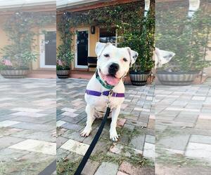 Lola - Female Mutt Dog for Adoption - Photo #5