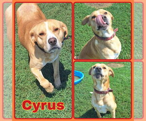 Medium American Staffordshire Terrier-Labrador Retriever Mix
