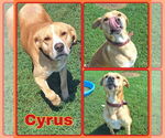 Small American Staffordshire Terrier-Labrador Retriever Mix