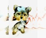 Small #15 Morkie
