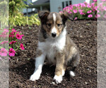 Small Photo #1 Shetland Sheepdog Puppy For Sale in HONEY BROOK, PA, USA