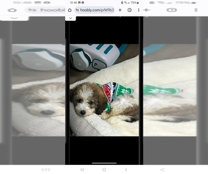 Poodle (Miniature) Puppy for sale in WESTLAND, MI, USA