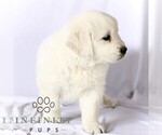 Small #3 English Cream Golden Retriever