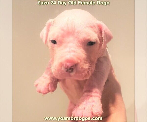 Medium Photo #30 Dogo Argentino Puppy For Sale in PINEVILLE, MO, USA