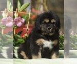Puppy 10 Tibetan Mastiff
