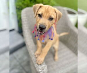 Labrador Retriever-Unknown Mix Dogs for adoption in Houston, TX, USA
