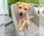 Small Labrador Retriever Mix