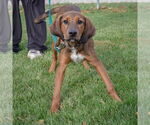 Small #2 Labrador Retriever-Redbone Coonhound Mix