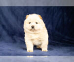 Puppy 8 Chow Chow
