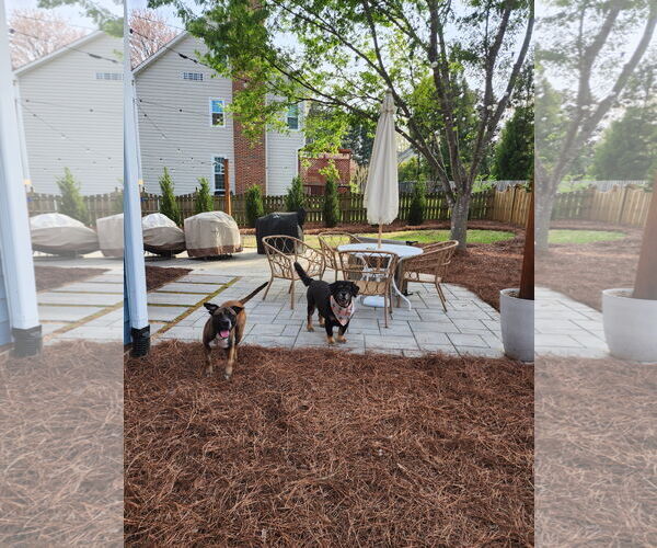 Medium Photo #28 Boxer-Unknown Mix Puppy For Sale in Holly Springs, NC, USA