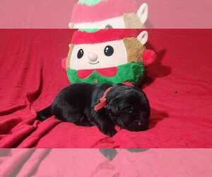 Medium Labrador Retriever