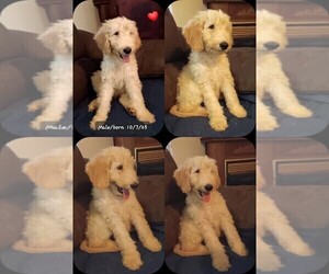Goldendoodle Puppy for sale in LEXINGTON, NC, USA