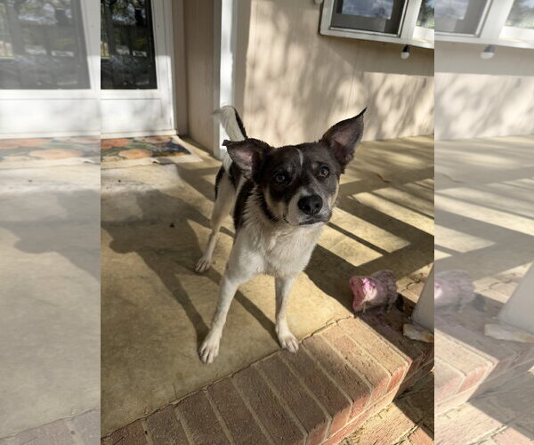 Medium Photo #2 Jack Russell Terrier-Unknown Mix Puppy For Sale in Holly Springs, NC, USA
