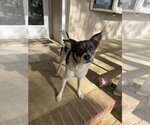 Small #1 Jack Russell Terrier Mix