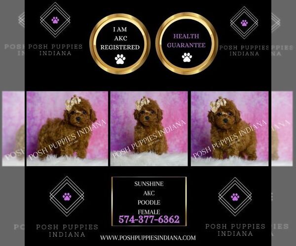 Medium Photo #7 Poodle (Toy) Puppy For Sale in WARSAW, IN, USA