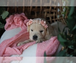English Cream Golden Retriever Dog for Adoption in MORRILL, Kansas USA
