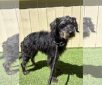 Small #2 Shih Tzu Mix