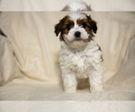 Small #1 Poovanese